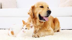 We offer one simple pet medical insurance plan with 90% coverage of veterinary costs. What Does Pet Insurance Cover Forbes Advisor