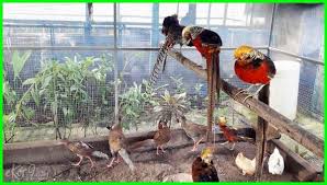 Kandang Ayam Bangkok Yang Sederhana Tetap Kreatif Dan Modern Di 2020 Kandang Ayam Kreatif Ayam
