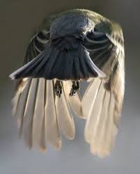 Bird Without Tail Feathers I Ll Figure It Out Sooner Or Later Black Bird Tattoo Birds Flying Bird Photography