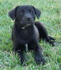 Labrador retriever san diego, chocolate lab puppies available for sale. Lab Puppies The San Diego Union Tribune