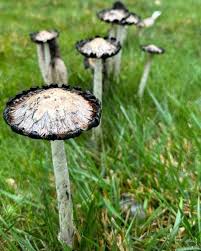 Image result for Coprinus comatus