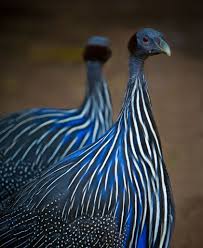 Black Bird With White Stripes Pin On Color