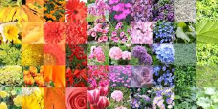 composite color chart collage of a large variety of flowers and