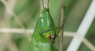 Image result for Ruspolia australis