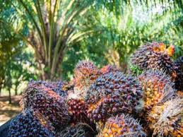 Minyak sawit kita juga telah mencapai 90 peratus pensijilan minyak sawit mampan malaysia (mspo). Jepun Import Lebih 500 000 Tan Minyak Sawit Malaysia