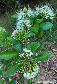 Image result for Pavetta uniflora