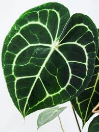 Salah satunya adalah tanaman anthurium yang banyak diburu penggemar tanaman karena memiliki tampilan corak daun yang indah serta bentuk daun lebar yang memberikan kesan kekar. 5 Tanaman Hias Berdaun Lebar Yang Cocok Diletakkan Di Dalam Rumah Halaman All Kompas Com