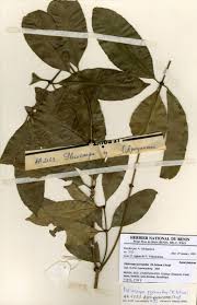 Image result for Pleiocarpa