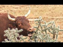 You'll most likely be familiar with the prickly as i mentioned, most cactus fruits are edible but while some are very tasty, others are best left alone. Tough New Mexico Cow Eats Cactus Youtube