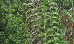 Image result for Cyathea manniana