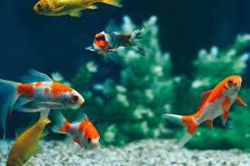 Home foren > aquaristik > haltung: Eingewohnung Von Fischen Im Aquarium Zooroyal Magazin