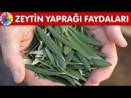 Zeytin Yapraginin Faydalari Zeytin Yapragi Cayi Nasil Yapilir Youtube 2020 Zeytin Canta Bitki