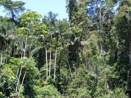 Q hutan hujan tropika menyediakan ruang untuk berbagai bentuk kehidupan. Hutan Hujan Wikipedia Bahasa Melayu Ensiklopedia Bebas