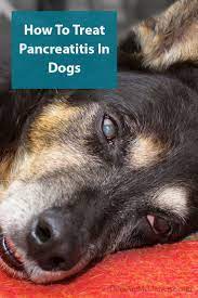 Dogs And Pancreatitis Pancreatitis In Dogs Dogs Dog Food Recipes