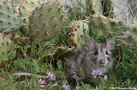 People can also eat prickly pear fruit, which is the small, rounded, and often colorful part of the nopal plant. Native Foods Are Key To Preserving Rodent Gut Bacteria In Captivity Eurekalert Science News