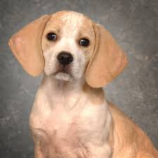 Check spelling or type a new query. Lemon Beagle Puppy Photograph By Greg And Chrystal Mimbs