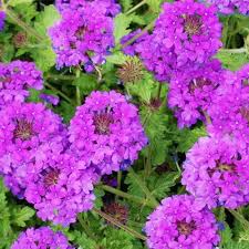 Image result for Verbena aristigera