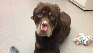 Check spelling or type a new query. Rottweiler Mix Found In Detroit With Nose Ears Chopped Off