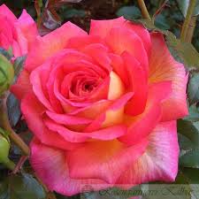 He was a double medallist at the 2013 pan american junior championships, capturing 100m silver and 200m bronze after being crowned canadian junior champion in both distances. Parfum De Grasse Moderne Edelrosen