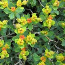Image result for Euphorbia espinosa