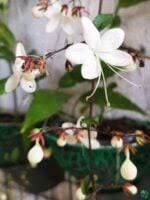 Image result for Clerodendrum toxicarium