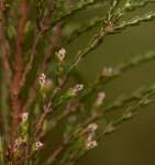 Image result for Passerina montana