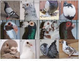 PDF] Darwins Fancy Revised: An Updated Understanding of the Genomic  Constitution of Pigeon Breeds | Semantic Scholar