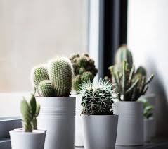 Talking about gardening, not all people like to have a tropical garden style. Diy Cactus
