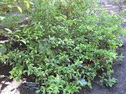 Image result for Strophanthus welwitschii