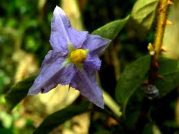 Image result for Solanum