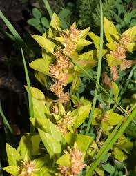 Image result for Acalypha polymorpha