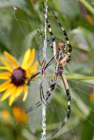 We did not find results for: 2 Spiders Male And Female Argiope Aurantia Bugguide Net