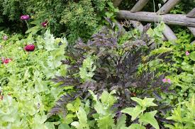 Its ferny foliage adds great texture to the shade garden. Actaea Simplex Atropurpurea Group Hillside Black Beauty Actaea Racemosa Hillside Black Beauty Actaea Simplex Hillside Black Beauty Cimicifuga Simplex Hillside Black Beauty Plant Lust