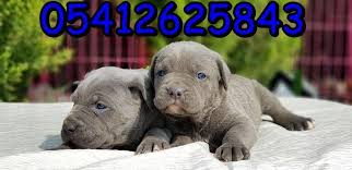 Cane Corso Yavru Fiyati Cane Corso