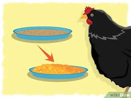 Hewan juga dapat merasakan apa yang terjadi di sekitar mereka. 4 Cara Untuk Memelihara Anak Ayam Wikihow