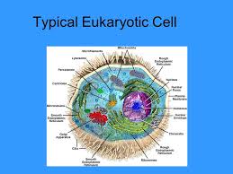 Eukaryotes (also referred to as the eukaryota or the eukarya) comprise one of the three recognized domains of cellular life, the other two being the archaea (or archaebacteria) and the. Cellular Classification Organelles A Look At The Endomembrane System Biology 111 Holyoke Walsh Ppt Download