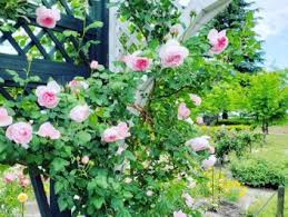 Repeat flowering and with beautiful fragrances, roses are a brilliant choice of flower for growing near a seating area. Rose Garden At Toyoshina Modern Art Museum Explore Azumino