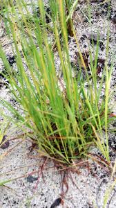 Image result for Andropogon schirensis