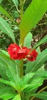 Image result for Balsaminaceae
