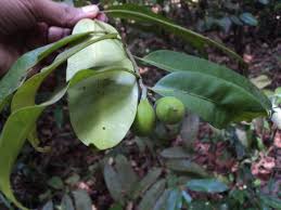 Image result for Hunteria zeylanica