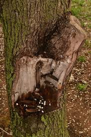 Apply treekote tree wound dressing to freshly pruned areas. Repairing Damaged Trees Let Nature Work News Tulsaworld Com