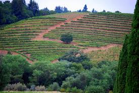 The world's largest selection at your fingertips. Mille Fiori Favoriti Sonoma County S Wineries Ferrari Carano
