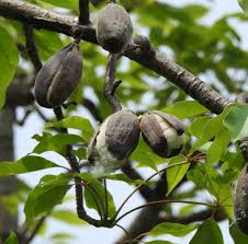 Image result for Bombax