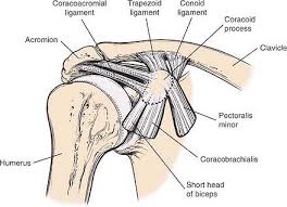 The short head of the bicep is a continuation of the conjoined tendon, which originates from a bony hook (the coracoid) at the front of the shoulder blade. The Shoulder Musculoskeletal Key