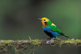 Hd Wallpaper Birds Tanager Passerine Wildlife Wallpaper Flare Flower bird desktop cardinal wildlife. birds tanager passerine wildlife