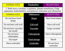 We did not find results for: Transparent Plant Cell Clipart Hd Png Download Kindpng
