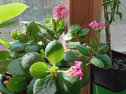 Image result for Kalanchoe blossfeldiana
