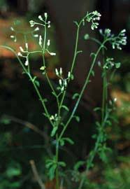 Image result for Vellereophyton dealbatum