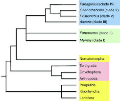 They are closely related to the lobster. Phylogeny Of Nematodes And Related Groups Species Highlighted In Blue Download Scientific Diagram
