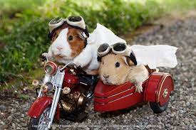 Pin On Guinea Pigs Valentine Day